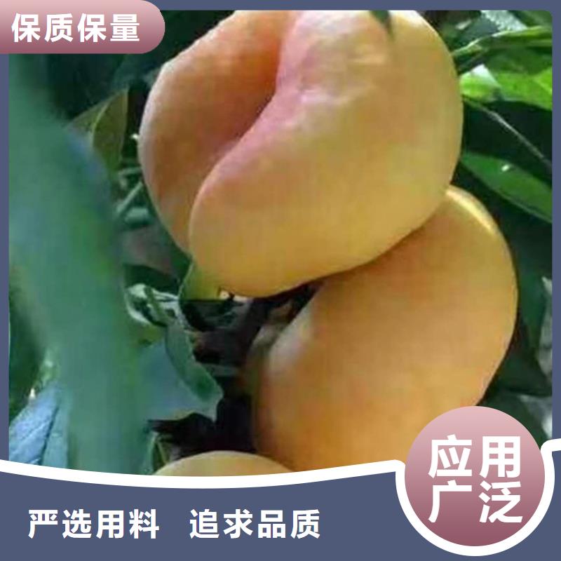 桃-西瓜苗一件也發(fā)貨