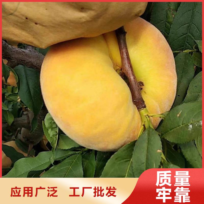 油蟠桃苗免費(fèi)咨詢