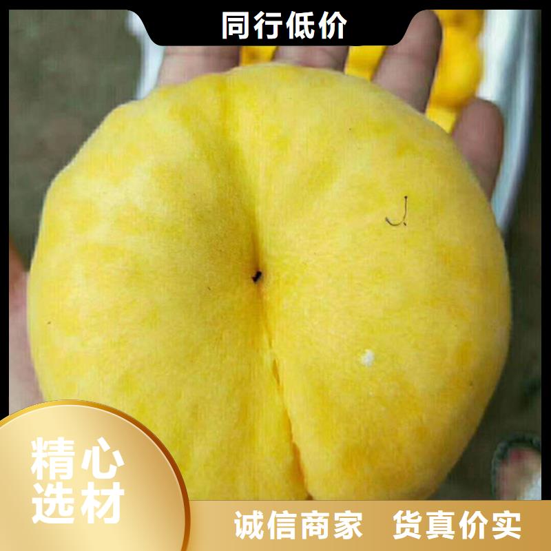 桃櫻桃苗支持加工定制