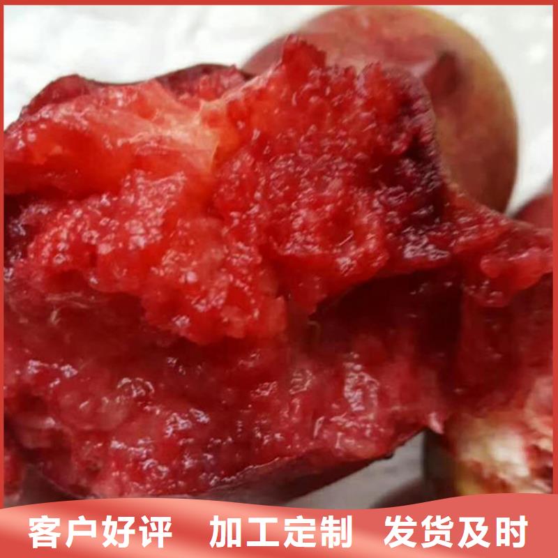 桃【藍莓苗】出貨及時