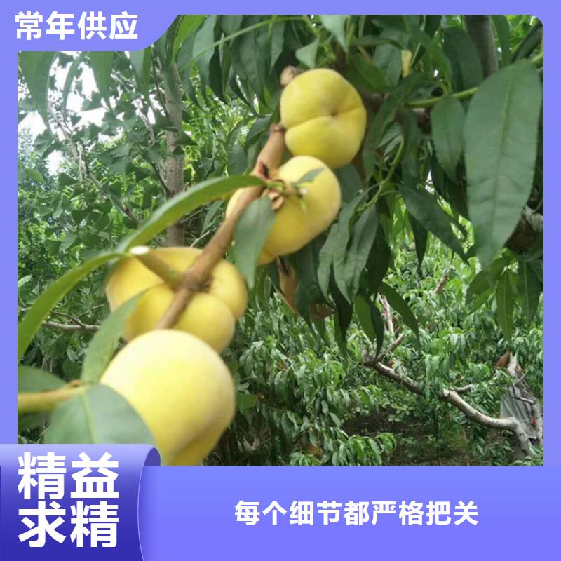 桃-無花果苗常年供應