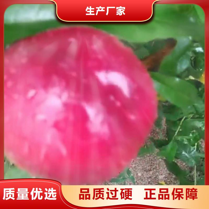 桃石榴樹每個細節都嚴格把關