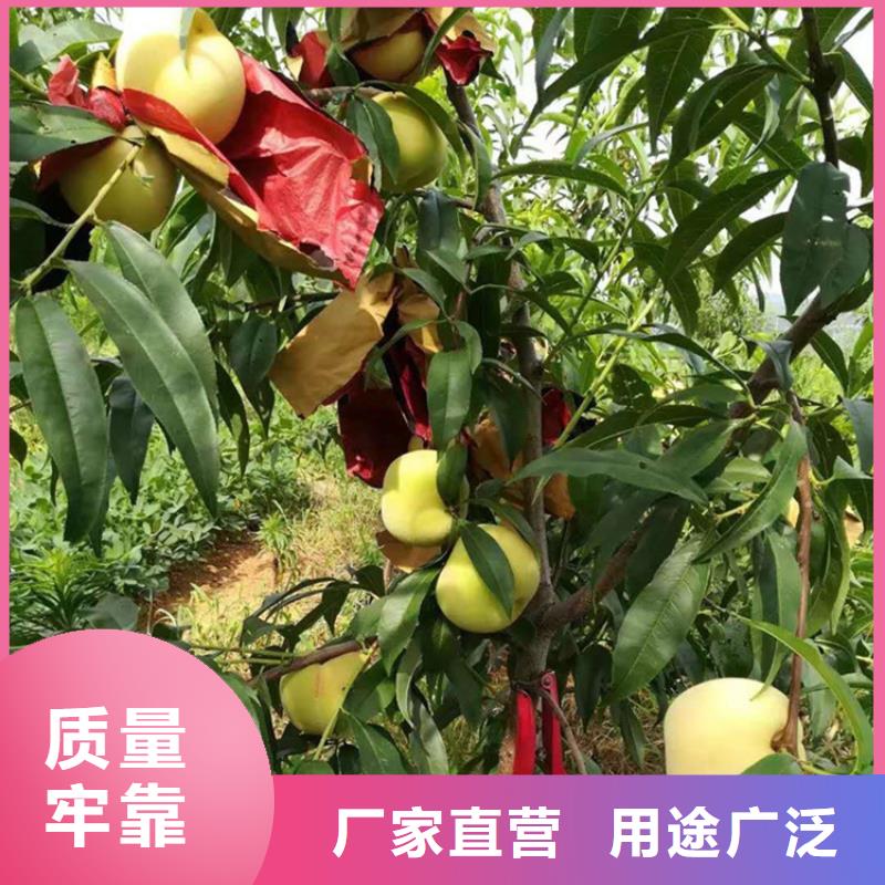 桃蘋果苗現(xiàn)貨直供