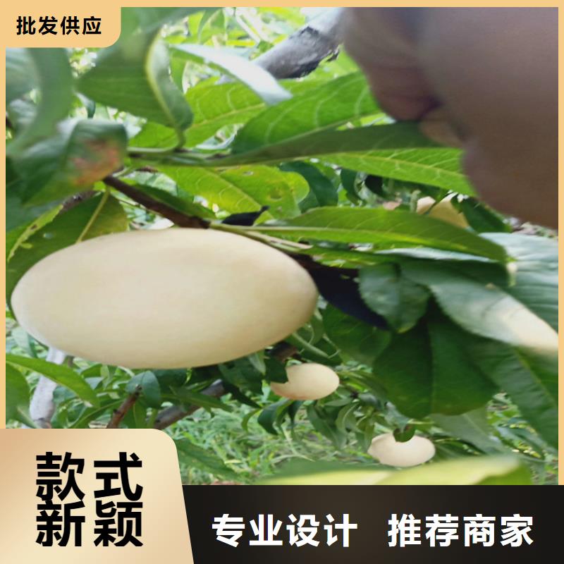 桃蘋果苗口碑好實力強