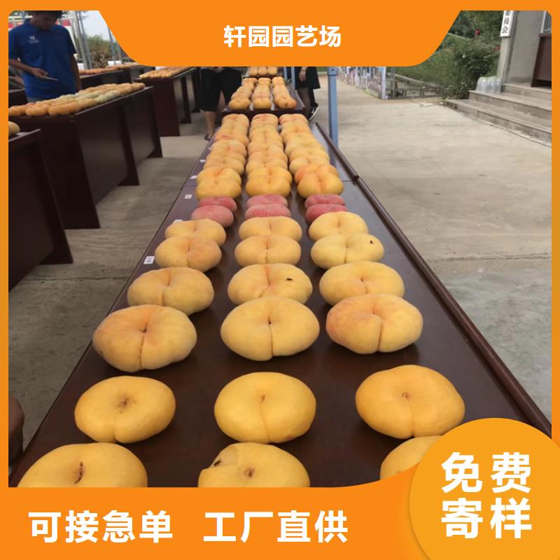 石榴树视频-山西省阳泉市轩园石榴树可服务区域盂县|平定|朔州|太原|晋中|晋城等