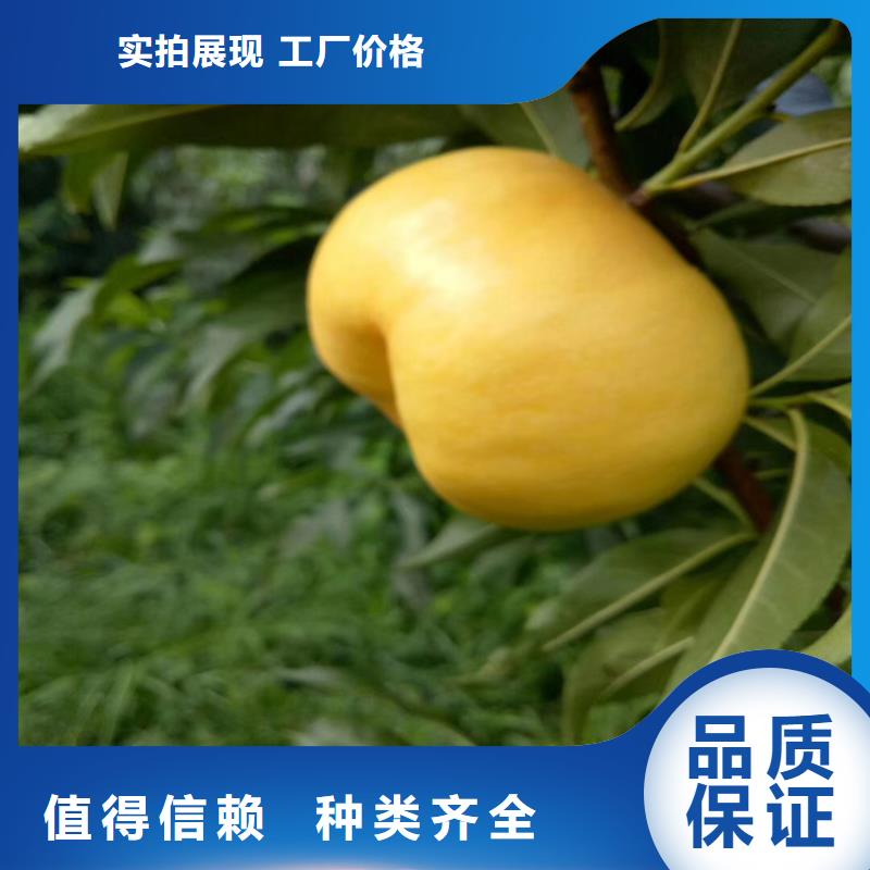 桃,藍(lán)莓苗品質(zhì)優(yōu)選