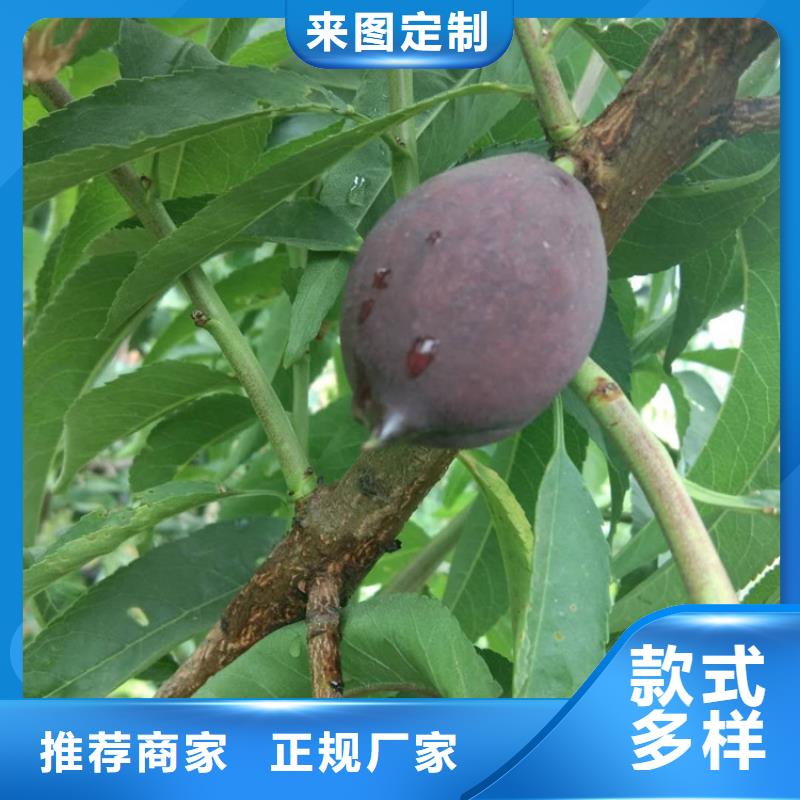 桃蘋果苗口碑好實力強