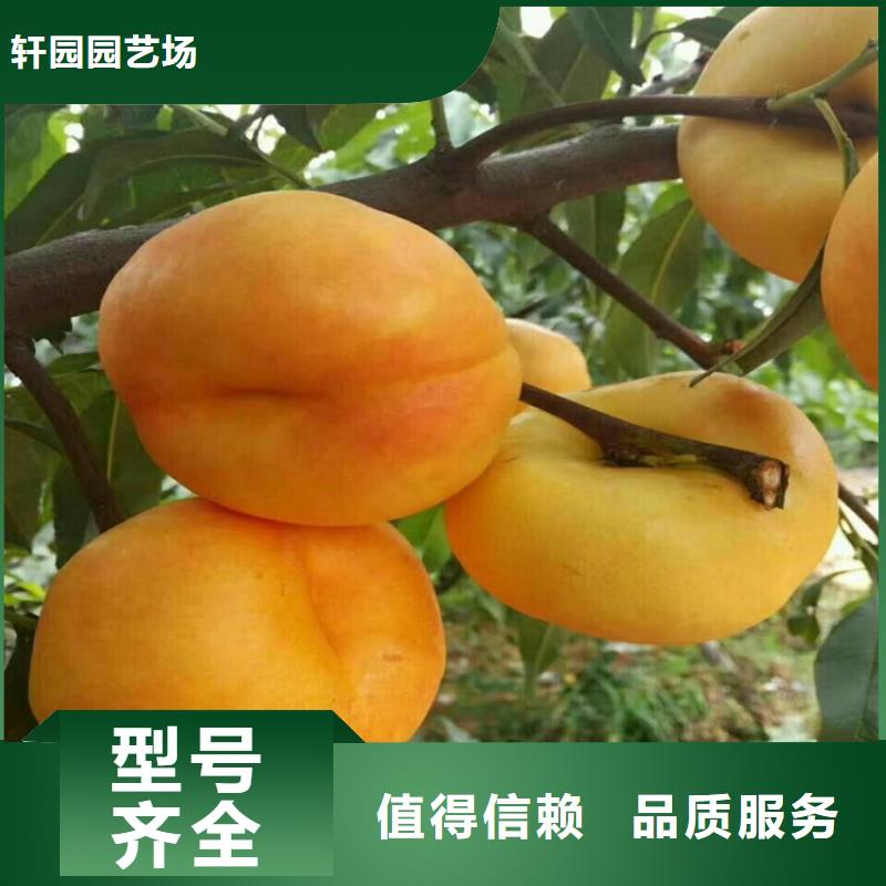 桃-桃樹苗合作共贏