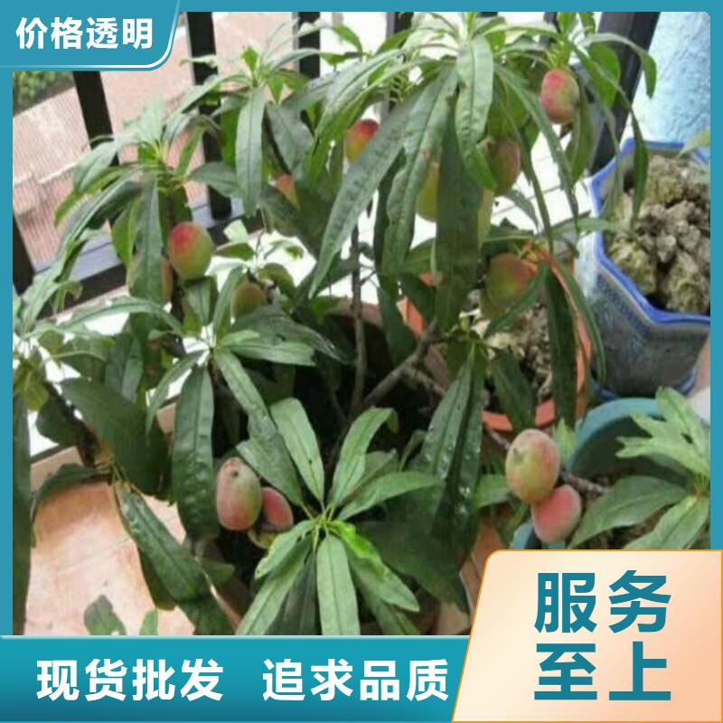 桃石榴樹每個細節都嚴格把關