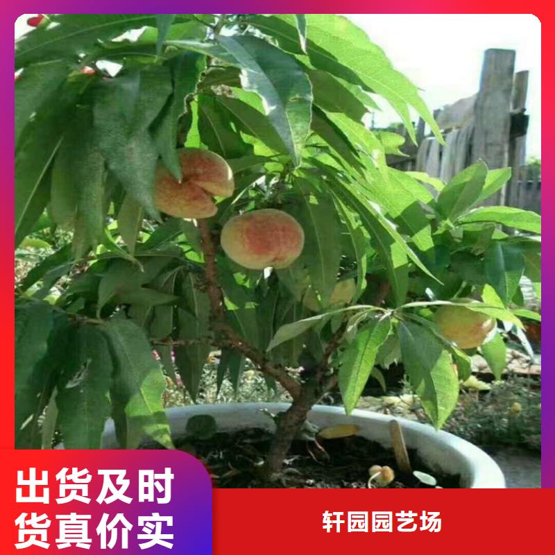 桃櫻桃苗支持加工定制