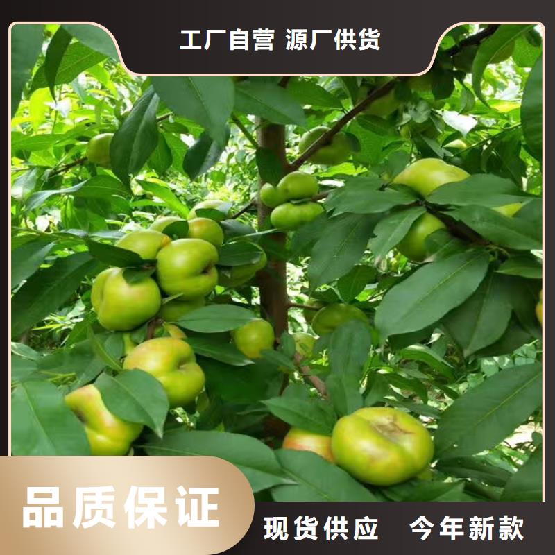 桃-無花果苗常年供應