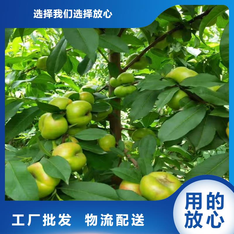 桃,【櫻桃苗】按需設(shè)計(jì)