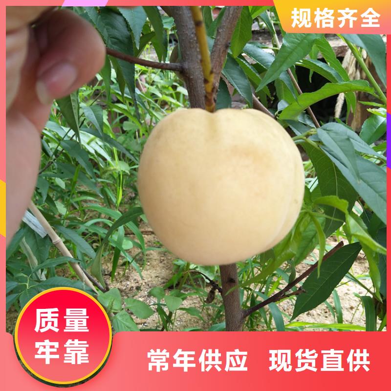 石榴树视频-山西省阳泉市轩园石榴树可服务区域盂县|平定|朔州|太原|晋中|晋城等