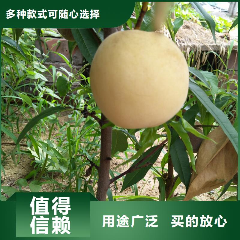 嫁接桃苗新奇品種