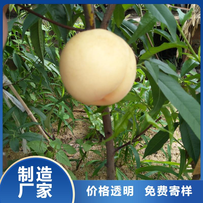 桃-西瓜苗一件也發(fā)貨