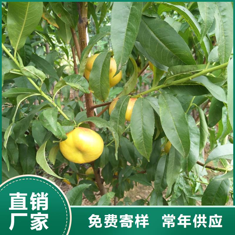桃蘋果苗現(xiàn)貨直供