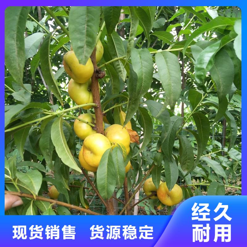 石榴树视频-山西省阳泉市轩园石榴树可服务区域盂县|平定|朔州|太原|晋中|晋城等