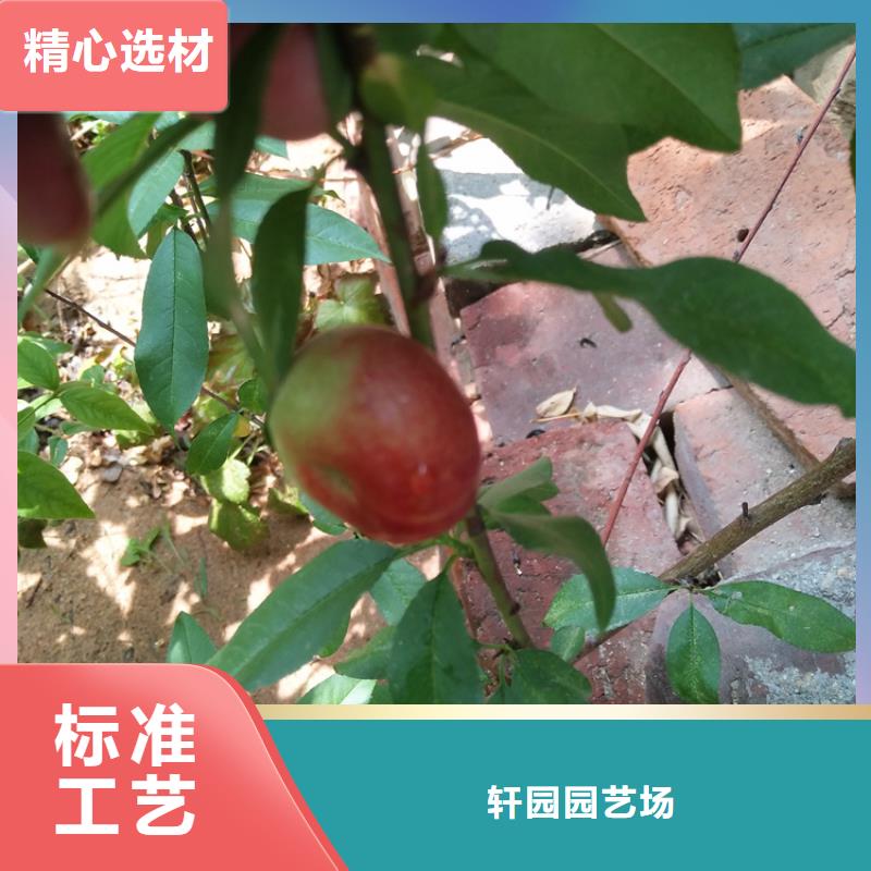 新品種桃樹(shù)苗產(chǎn)量多少