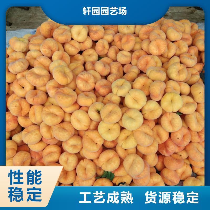 桃櫻桃苗支持加工定制
