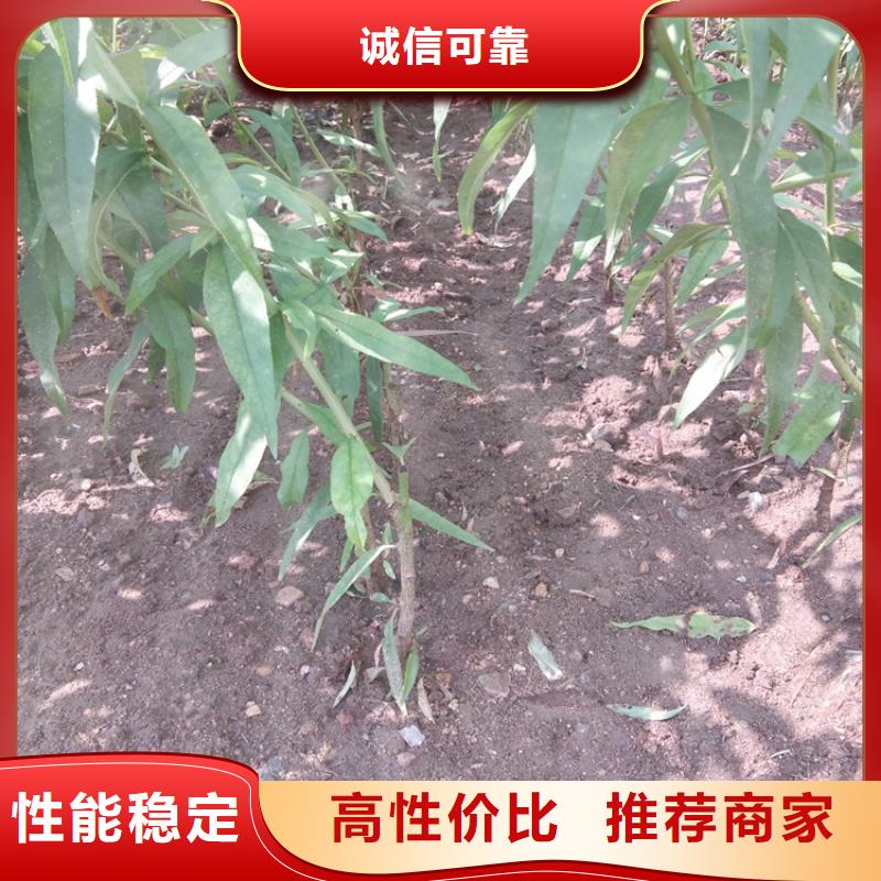 石榴树视频-青阳|东至|亳州|滁州|马鞍山|淮南|蚌埠|宣城石榴树不断创新-轩园园艺场(池州市分公司)