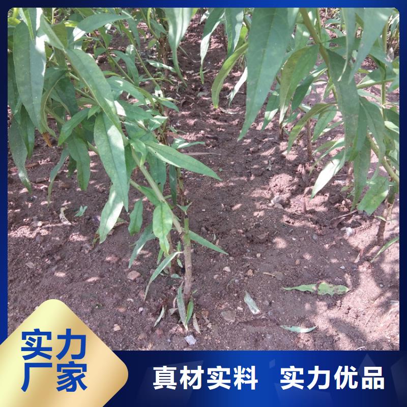 桃,【櫻桃苗】按需設(shè)計(jì)