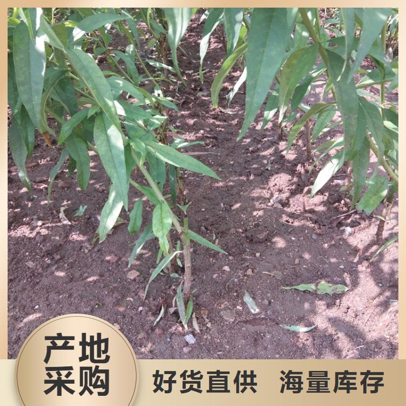 嫁接桃苗產量多少