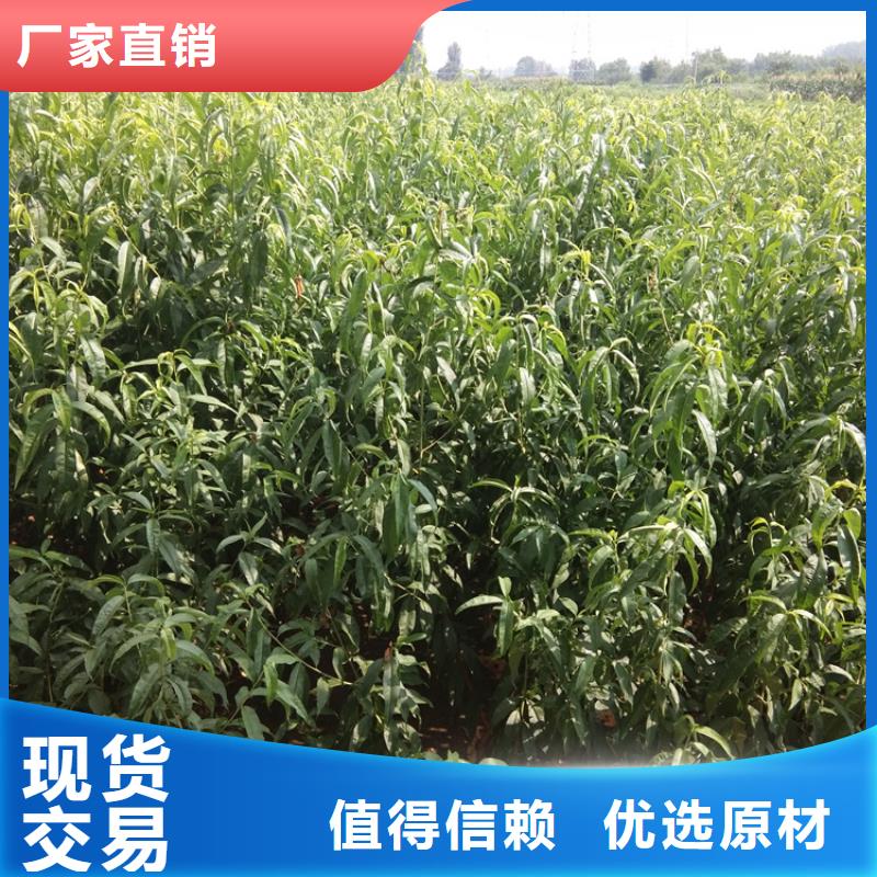 石榴树视频-青阳|东至|亳州|滁州|马鞍山|淮南|蚌埠|宣城石榴树不断创新-轩园园艺场(池州市分公司)