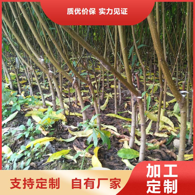 石榴树视频-青阳|东至|亳州|滁州|马鞍山|淮南|蚌埠|宣城石榴树不断创新-轩园园艺场(池州市分公司)
