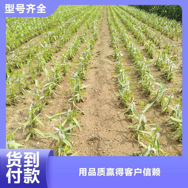 桃,藍(lán)莓苗品質(zhì)優(yōu)選