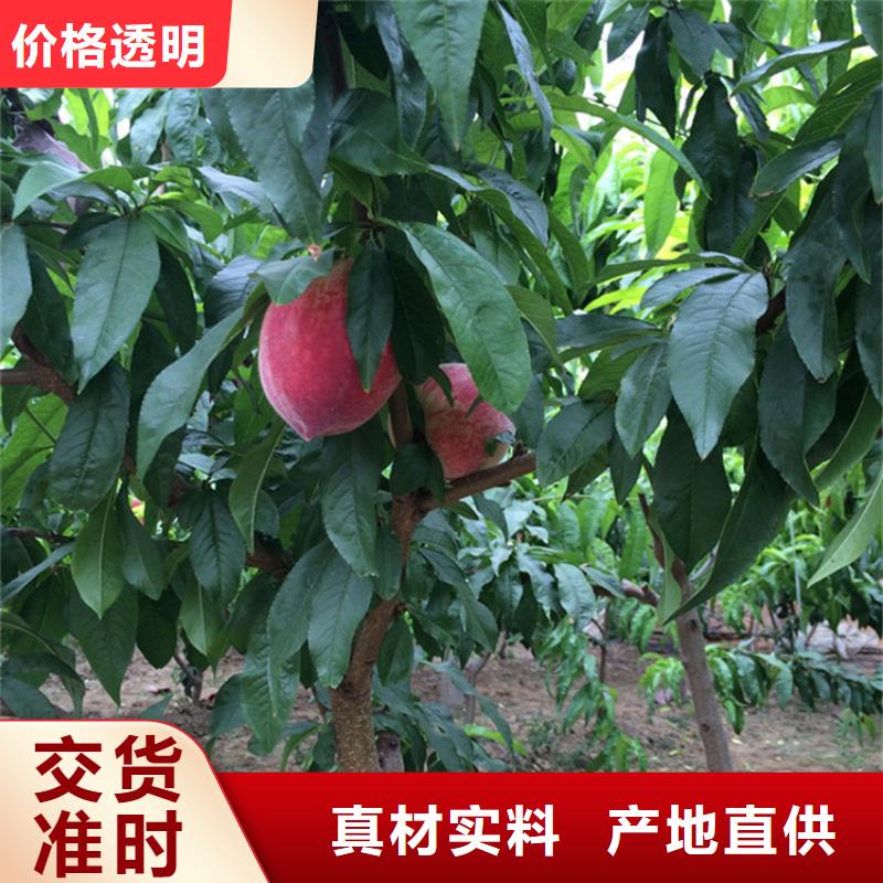 桃-無花果苗常年供應
