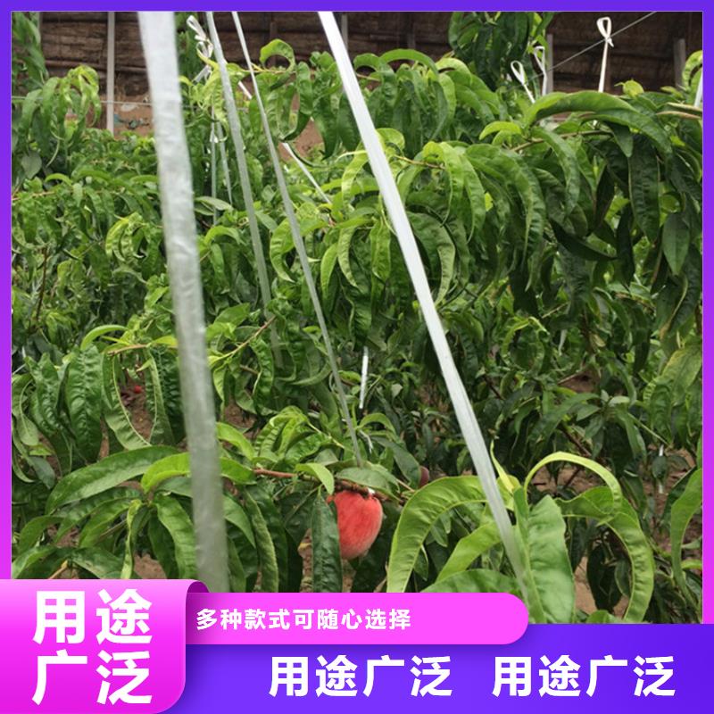 桃樹苗種植技術/軒園園藝場