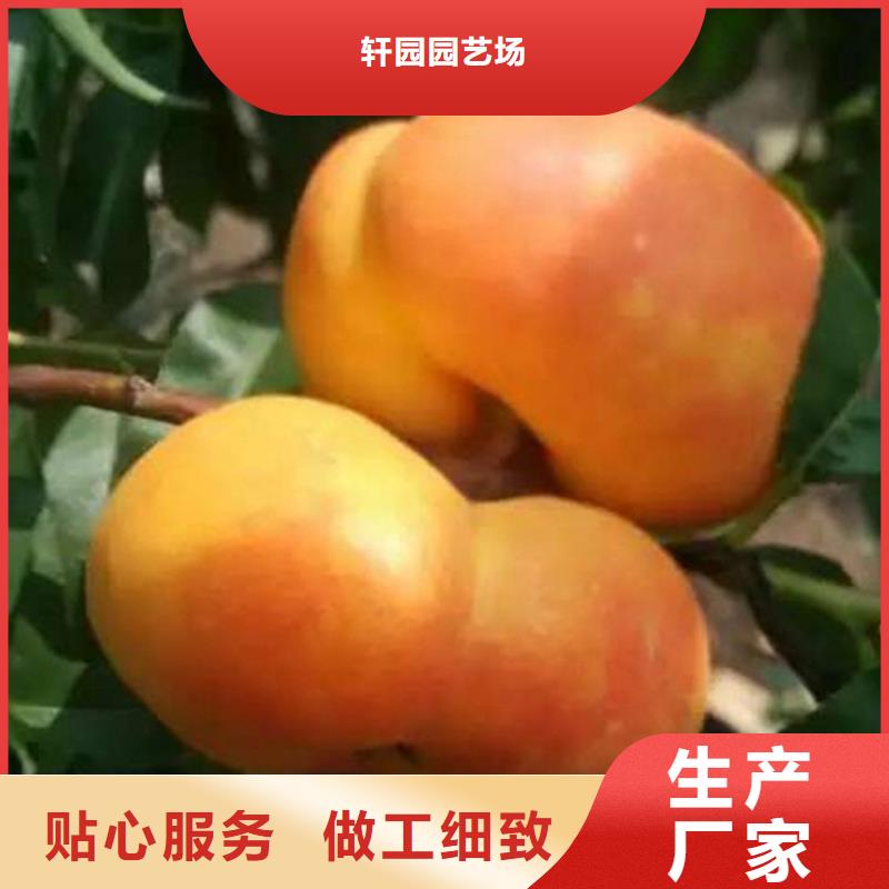 石榴树视频-青阳|东至|亳州|滁州|马鞍山|淮南|蚌埠|宣城石榴树不断创新-轩园园艺场(池州市分公司)