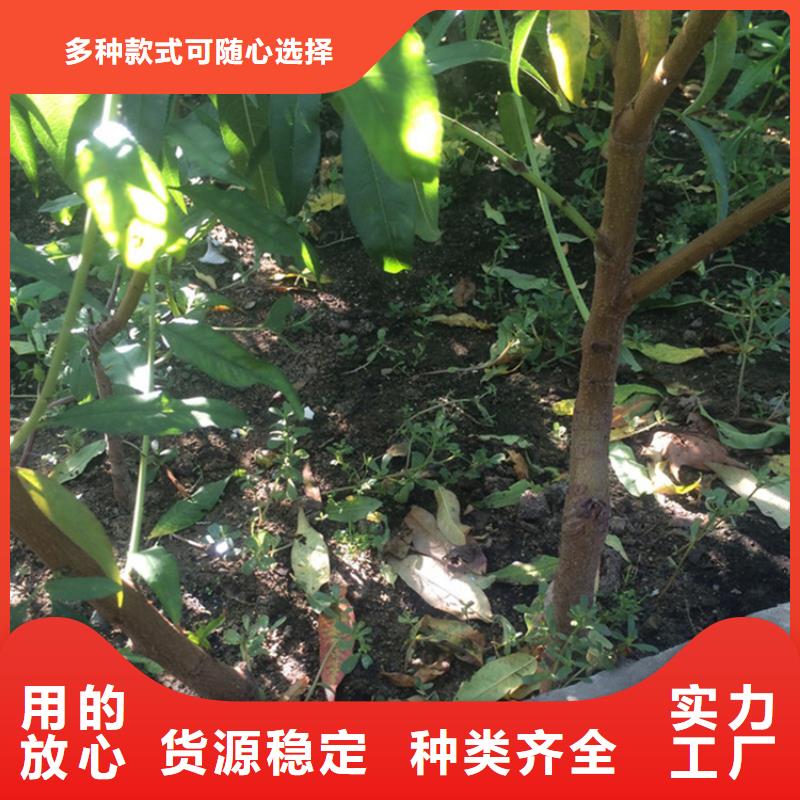 石榴树视频-山西省阳泉市轩园石榴树可服务区域盂县|平定|朔州|太原|晋中|晋城等