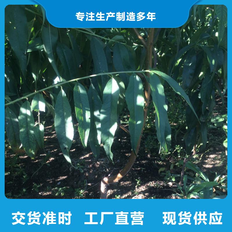 桃【藍莓苗】出貨及時
