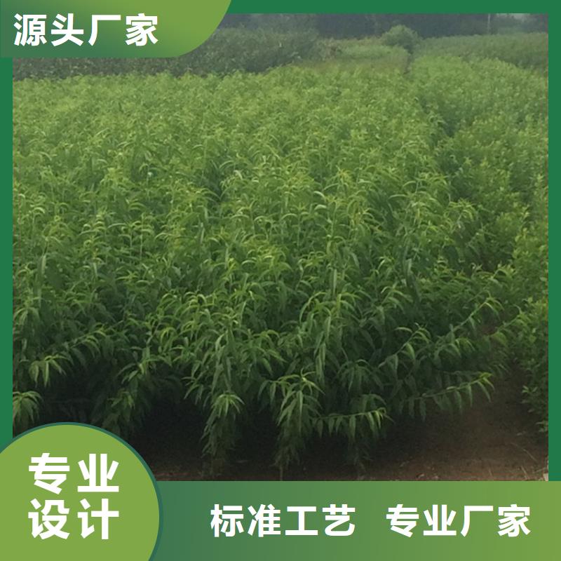 【桃】北美冬青质量不佳尽管来找我