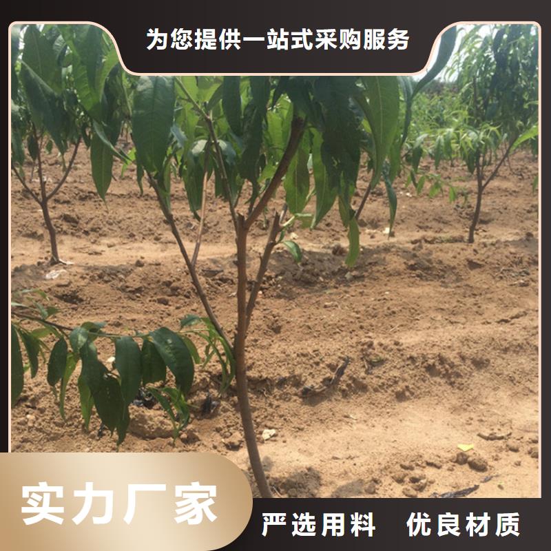 桃蘋果苗現(xiàn)貨直供
