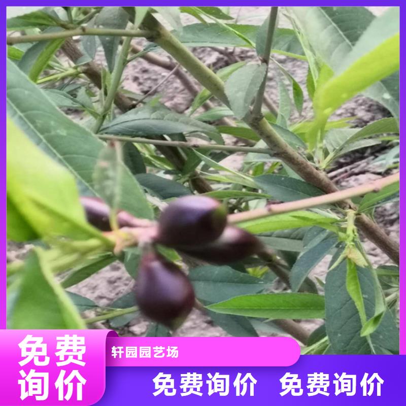 石榴树视频-山西省阳泉市轩园石榴树可服务区域盂县|平定|朔州|太原|晋中|晋城等