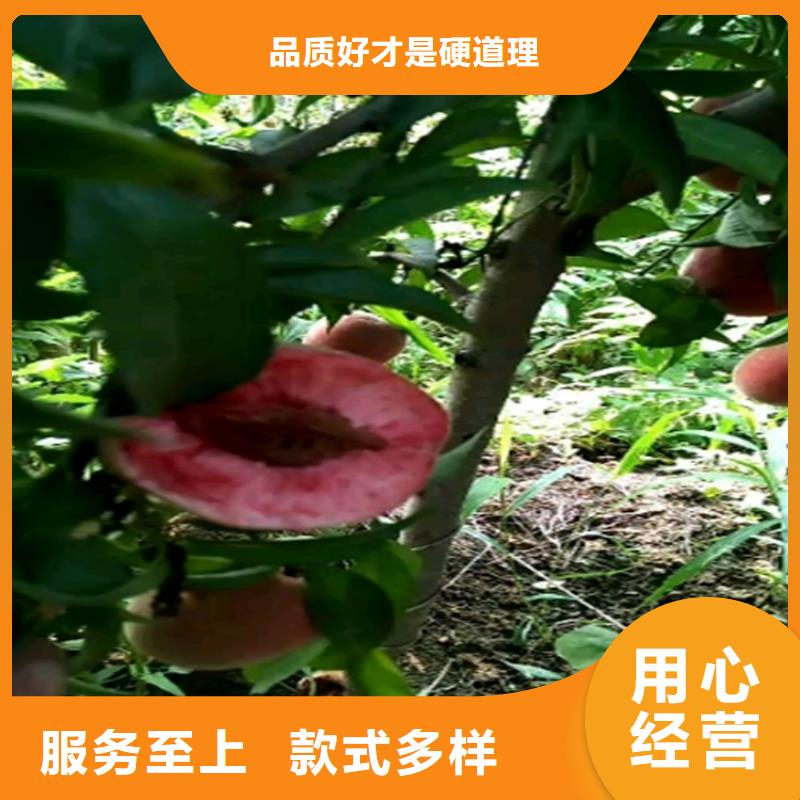 桃,藍(lán)莓苗品質(zhì)優(yōu)選