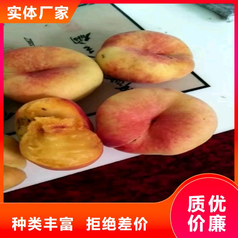 桃樹價格
