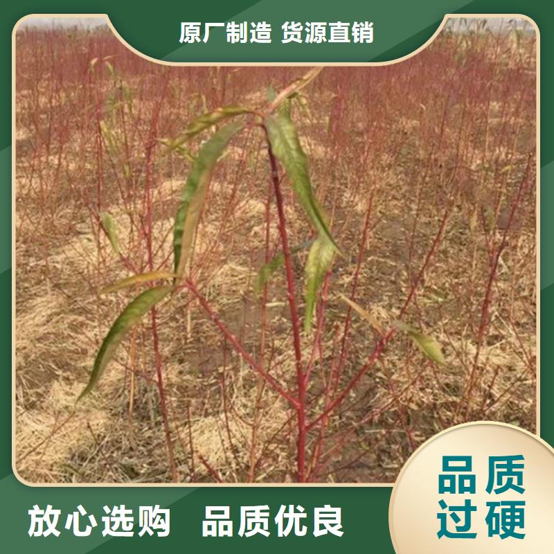 桃蘋果苗口碑好實力強