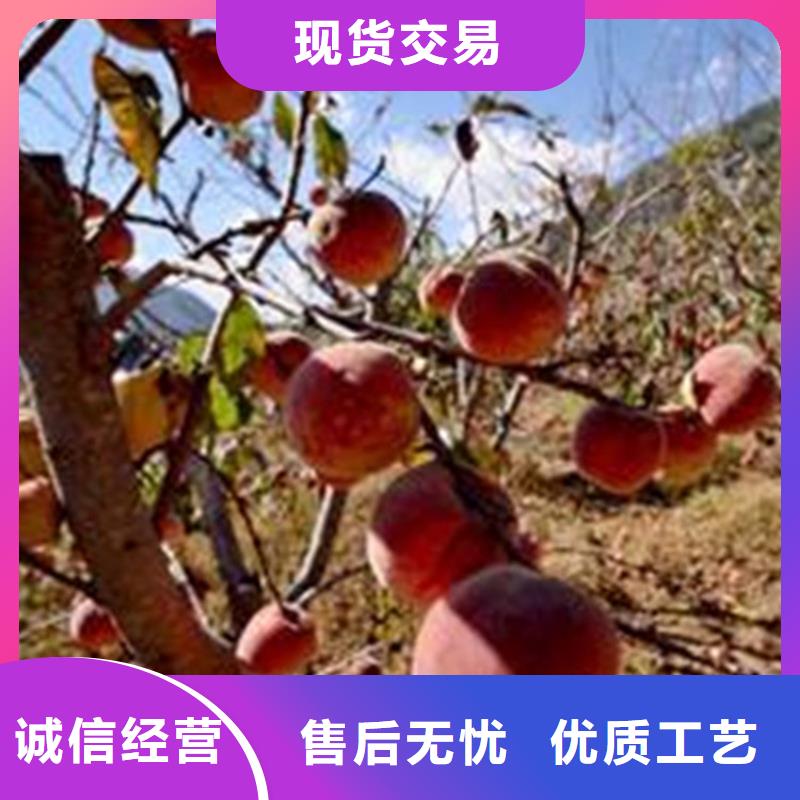 新品種桃樹(shù)苗產(chǎn)量多少