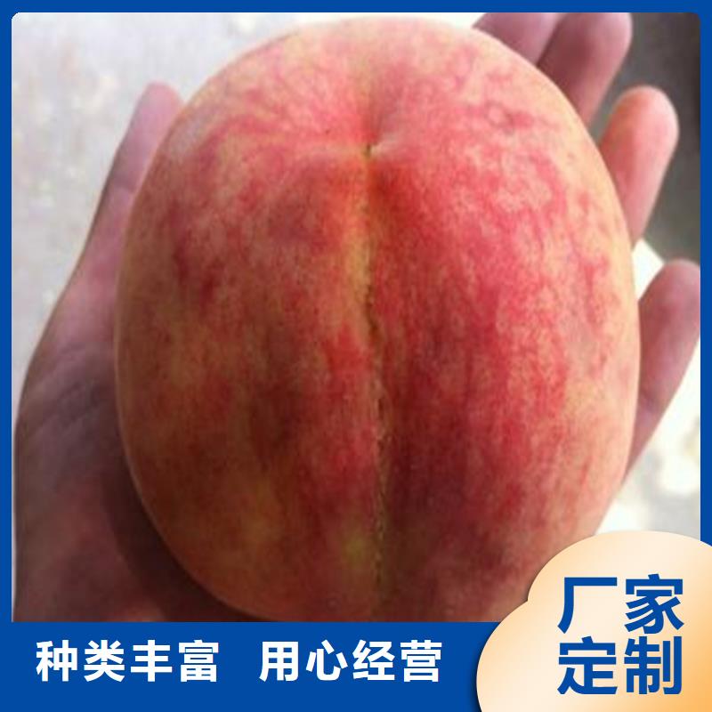 桃石榴樹每個細節都嚴格把關