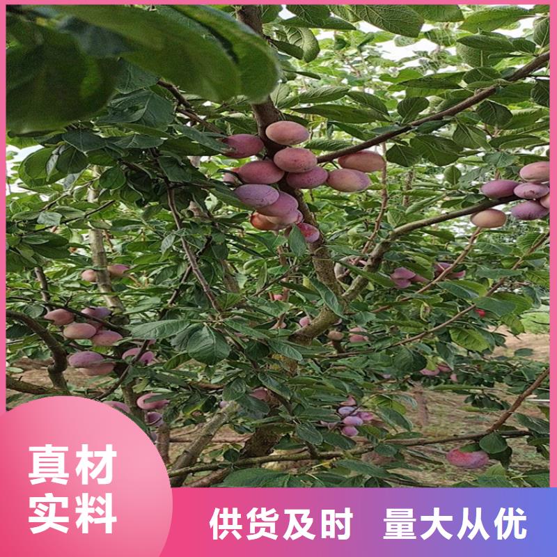 國豐李子苗一畝地多少棵