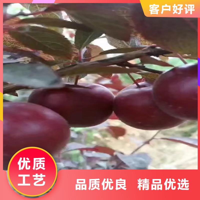 石榴树视频-石榴树_湖南省永州市市场覆盖道县|双牌|娄底|邵阳|郴州|湘西等