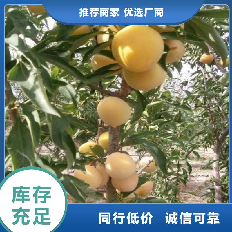 玫瑰李子苗采摘園/軒園園藝場