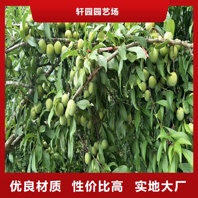 李子樹量大從優