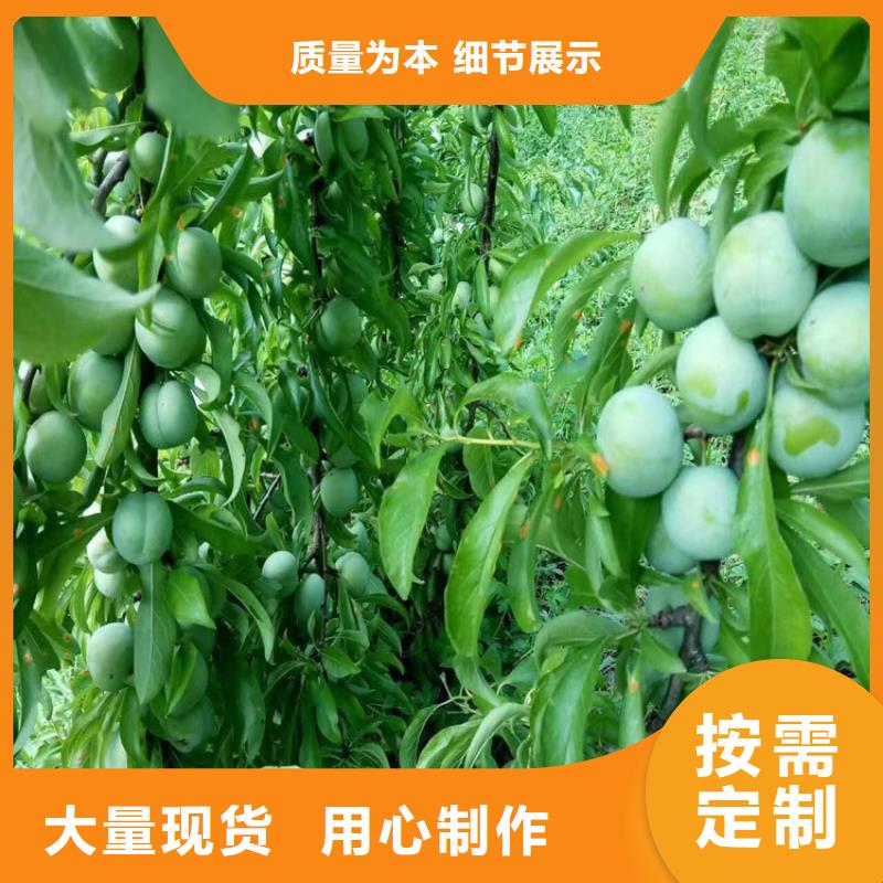 李子櫻桃苗質量可靠