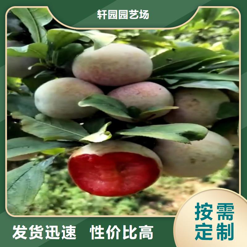 【李子蘋果苗研發生產銷售】