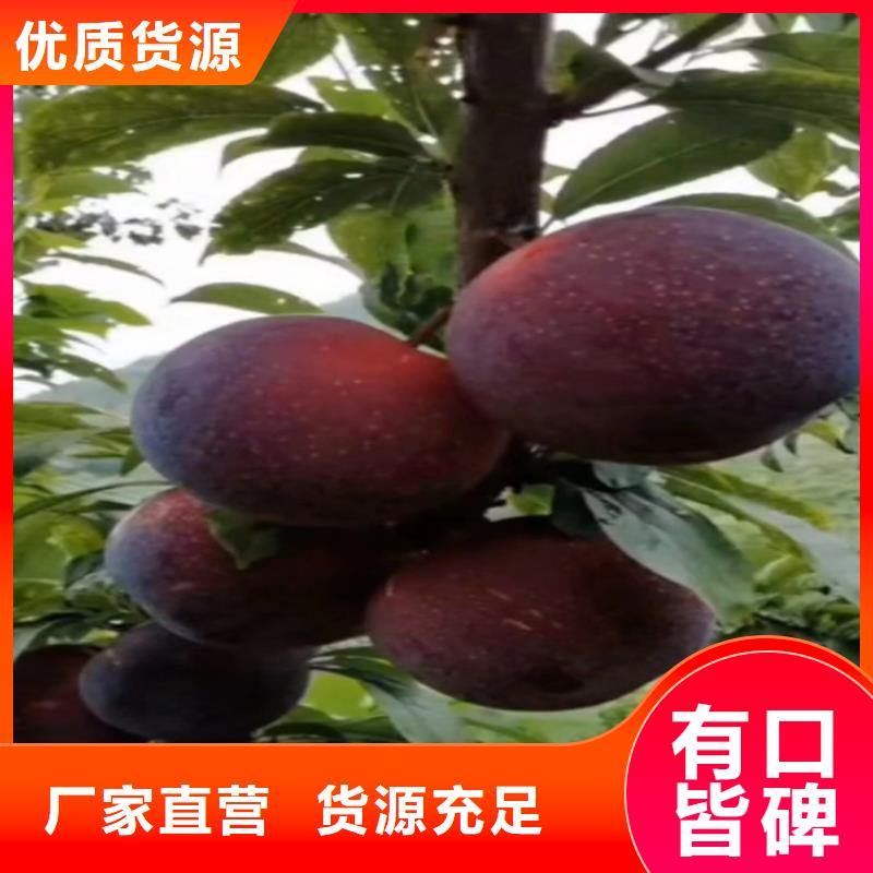 女神李子樹怎么賣批發零售