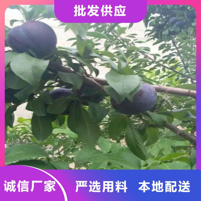 女神李子苗量多優(yōu)惠